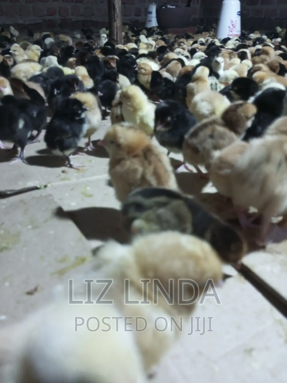 Beautiful Chicks (Day Old).