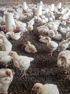Beautiful Chicks (Broilers).