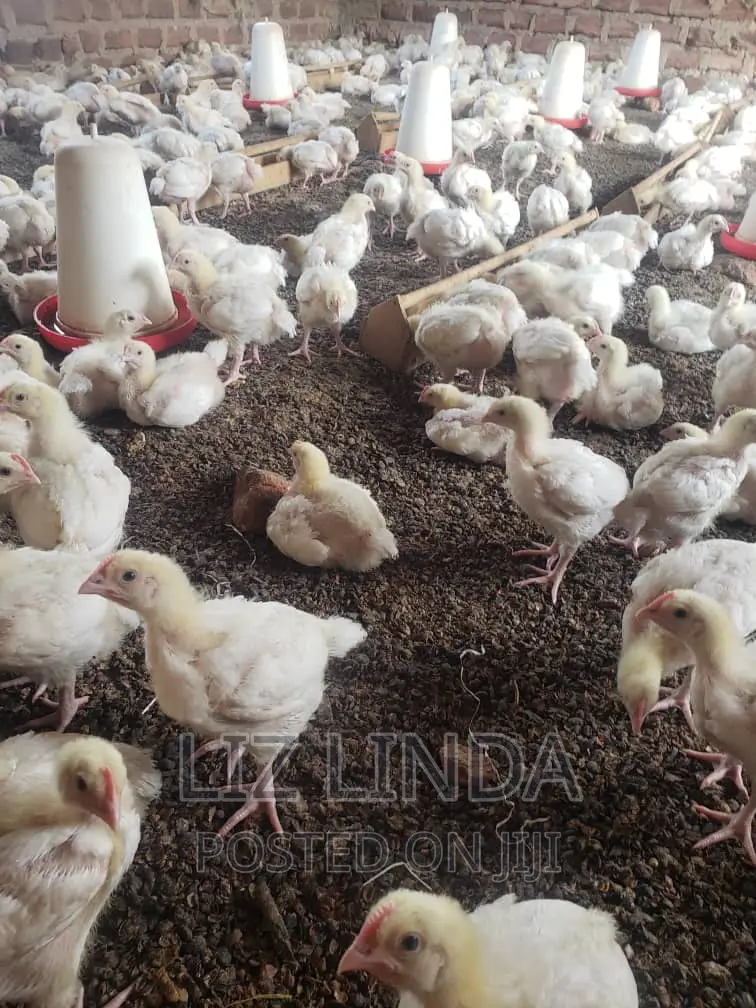 Beautiful Chicks (Broilers).