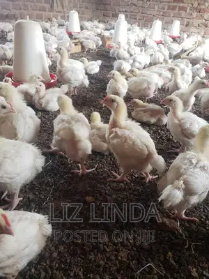 Beautiful Chicks (Broilers).