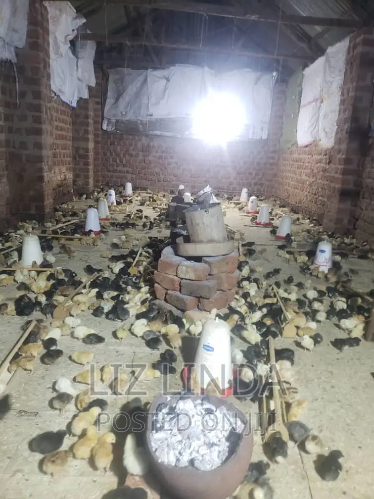 Beautiful Chicks ( Kroilers).