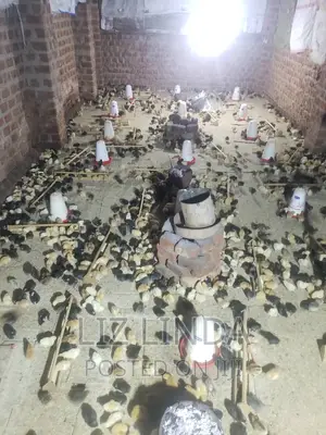 Beautiful Chicks ( Kroilers).