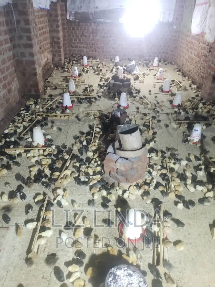 Beautiful Chicks ( Kroilers).