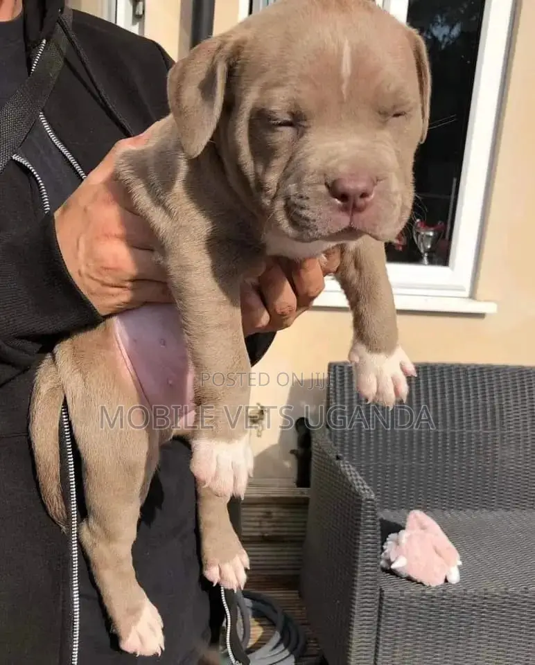 3-6 months Female Purebred American Pit Bull Terrier