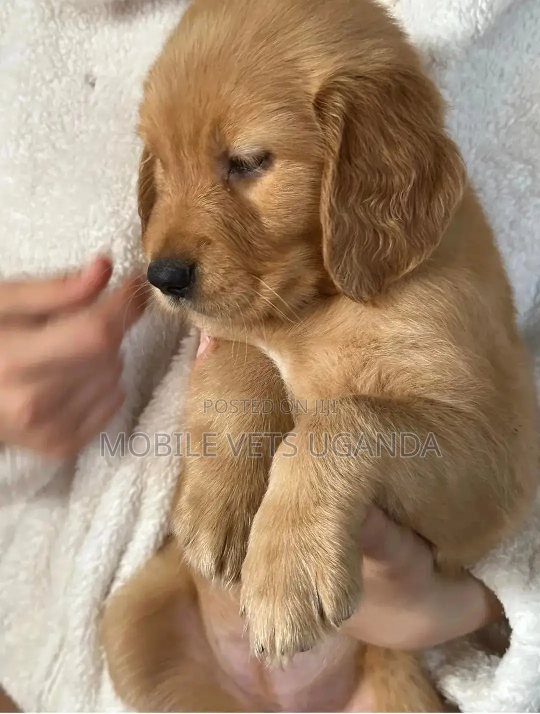 3-6 months Female Purebred Golden Retriever