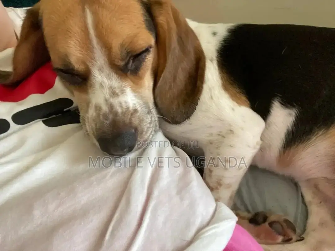 3-6 months Male Purebred Puggle