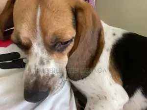 3-6 months Male Purebred Puggle