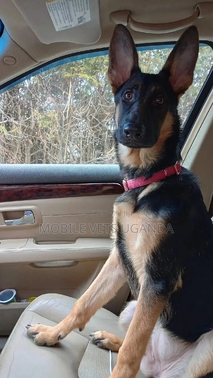 3-6 months Male Purebred German Shepherd