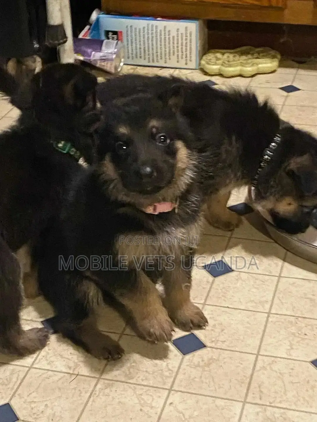 1-3 months Male Purebred German Shepherd