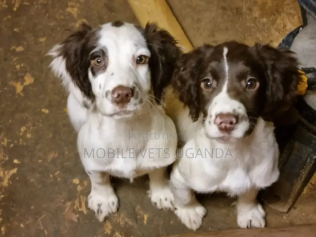 1-3 months Female Purebred Cocker Spaniel