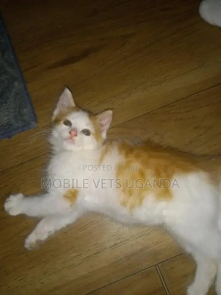 3-6 months Male Purebred American Wirehair