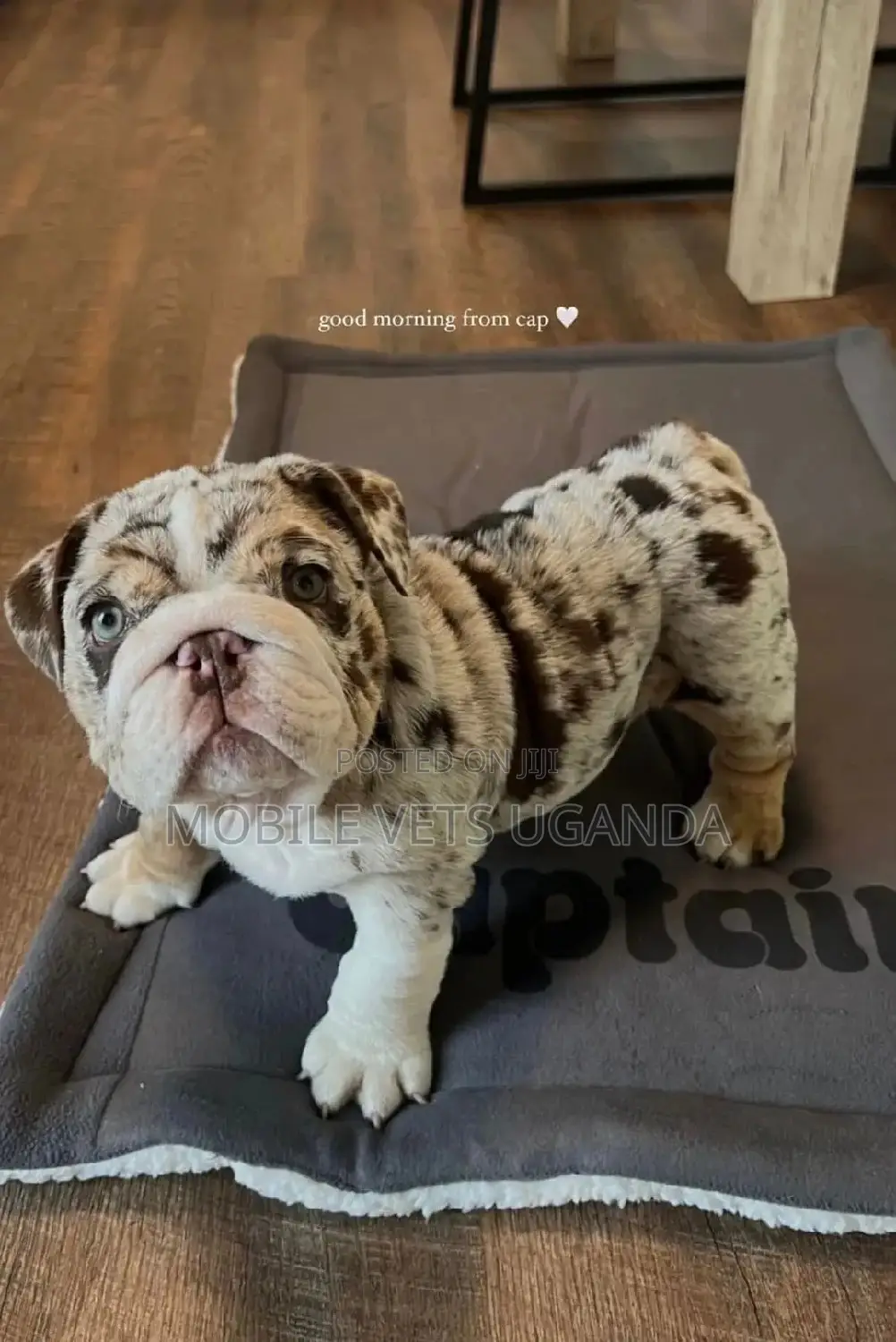 1-3 months Male Purebred Bulldog