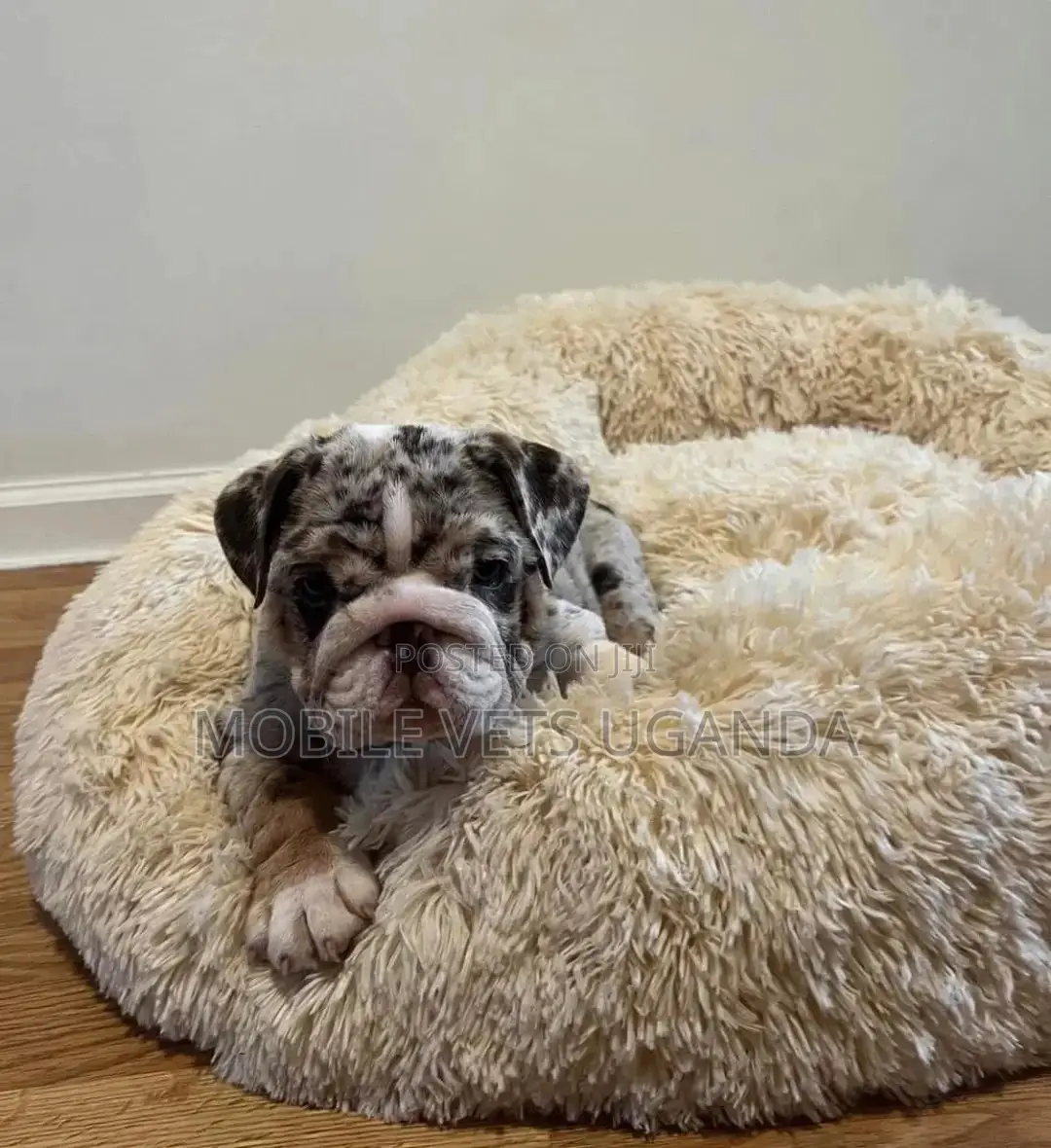 3-6 months Female Purebred Bulldog
