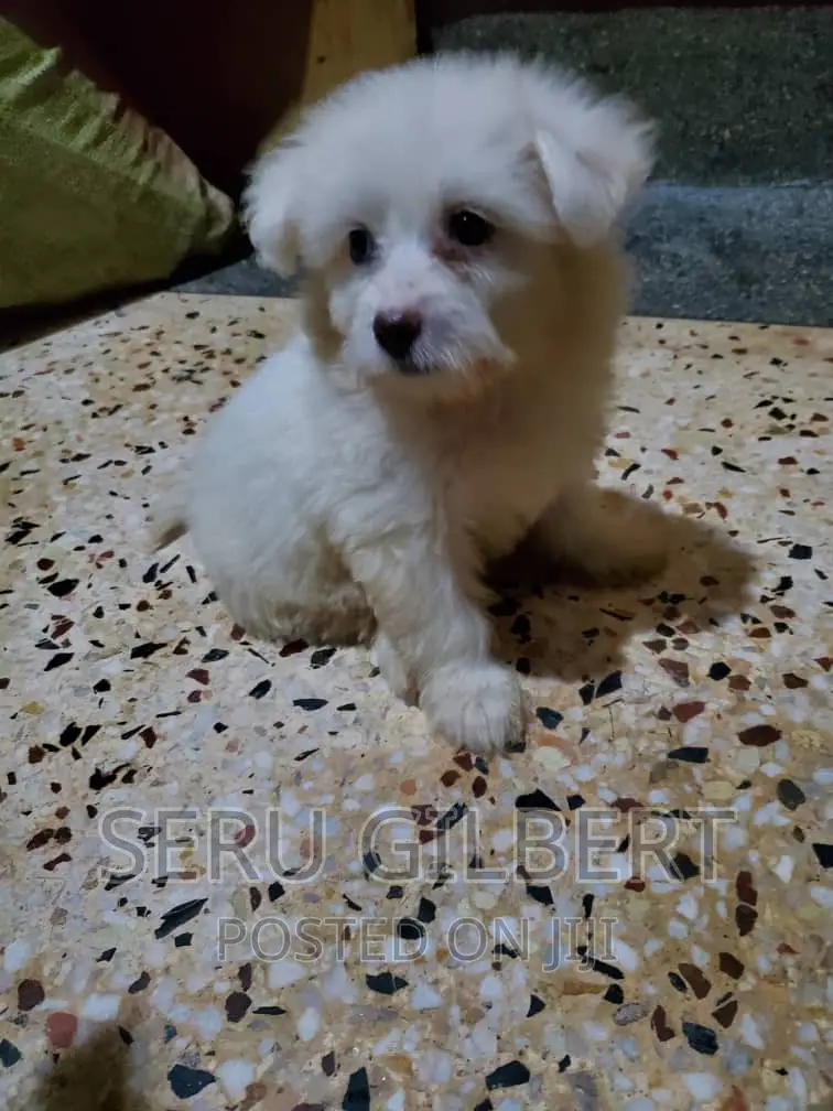 3-6 months Male Purebred Maltese