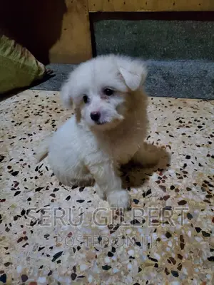 Photo - 1-3 months Male Purebred Maltese