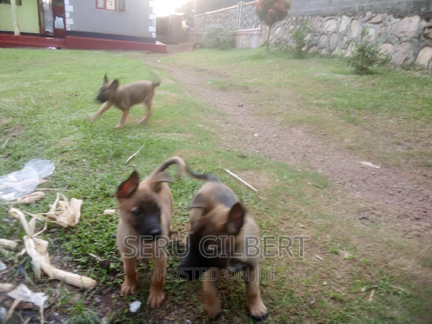 1-3 months Male Purebred Belgian Malinois