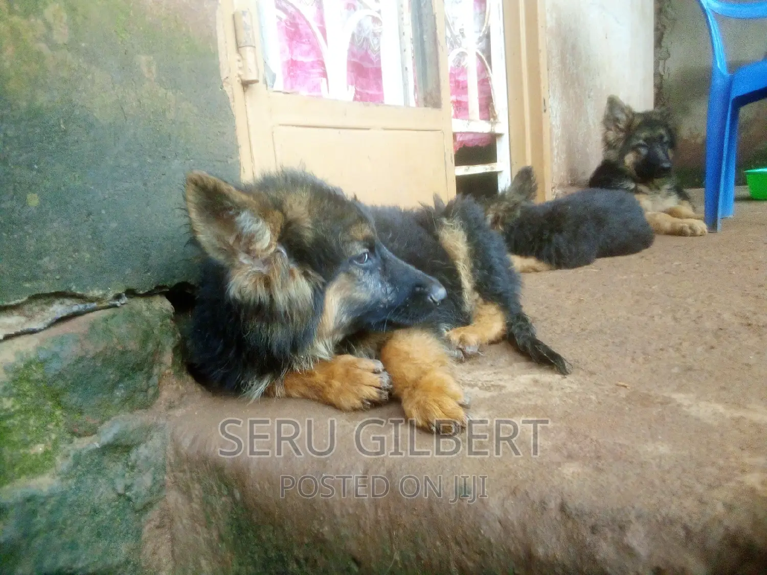 1-3 months Male Purebred German Shepherd