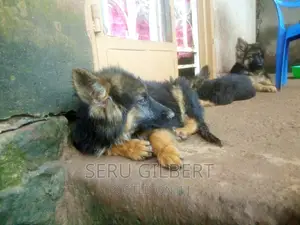 1-3 months Male Purebred German Shepherd