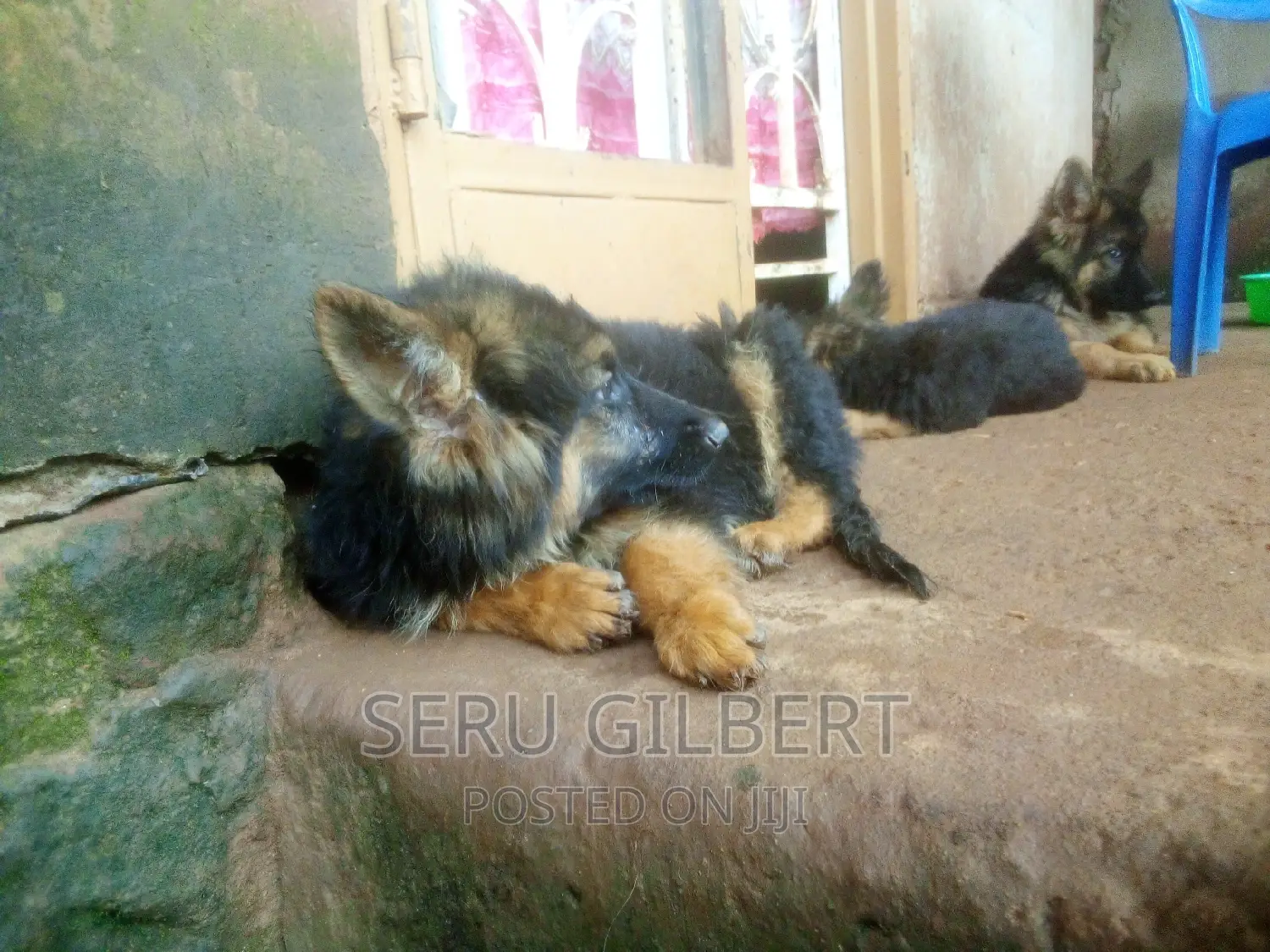 1-3 months Male Purebred German Shepherd