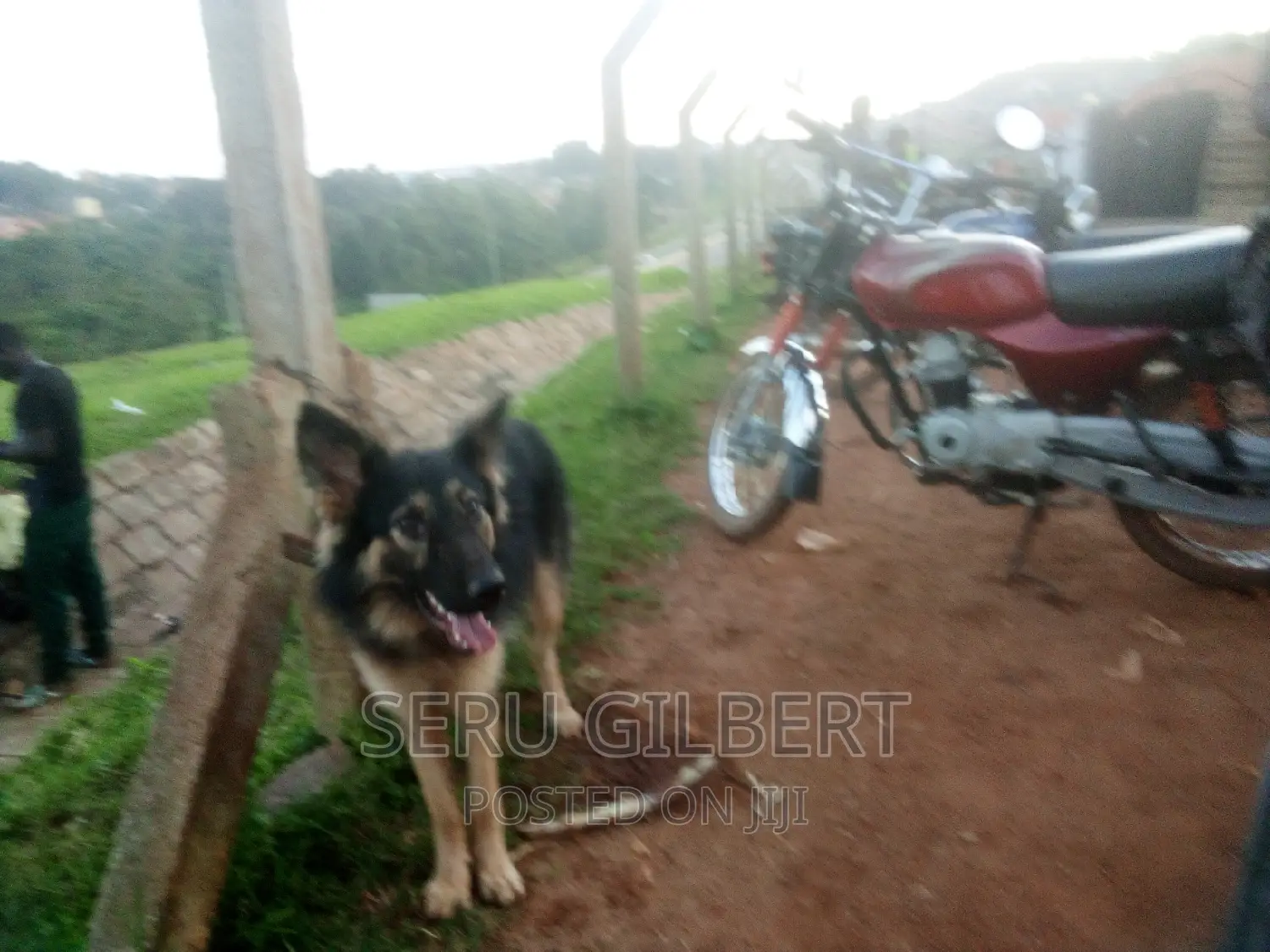 6-12 months Male Purebred German Shepherd