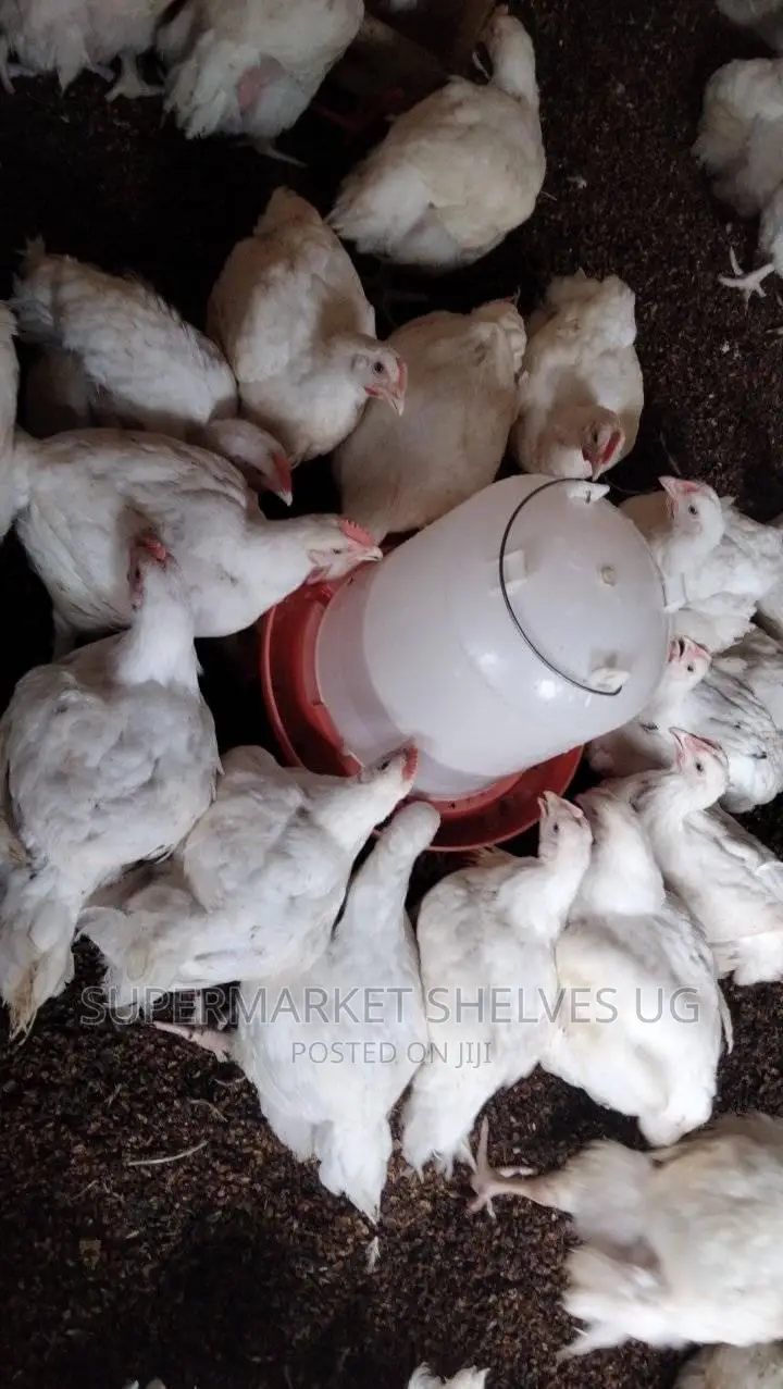 Broilers Birds on 6 Week Weigh 1.5kg to 2kgs on Sale at 