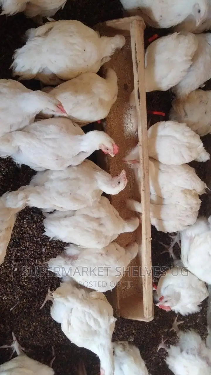 Chicken Broilers 2 Months and Above on Sale at 25kg and 50kg in Central