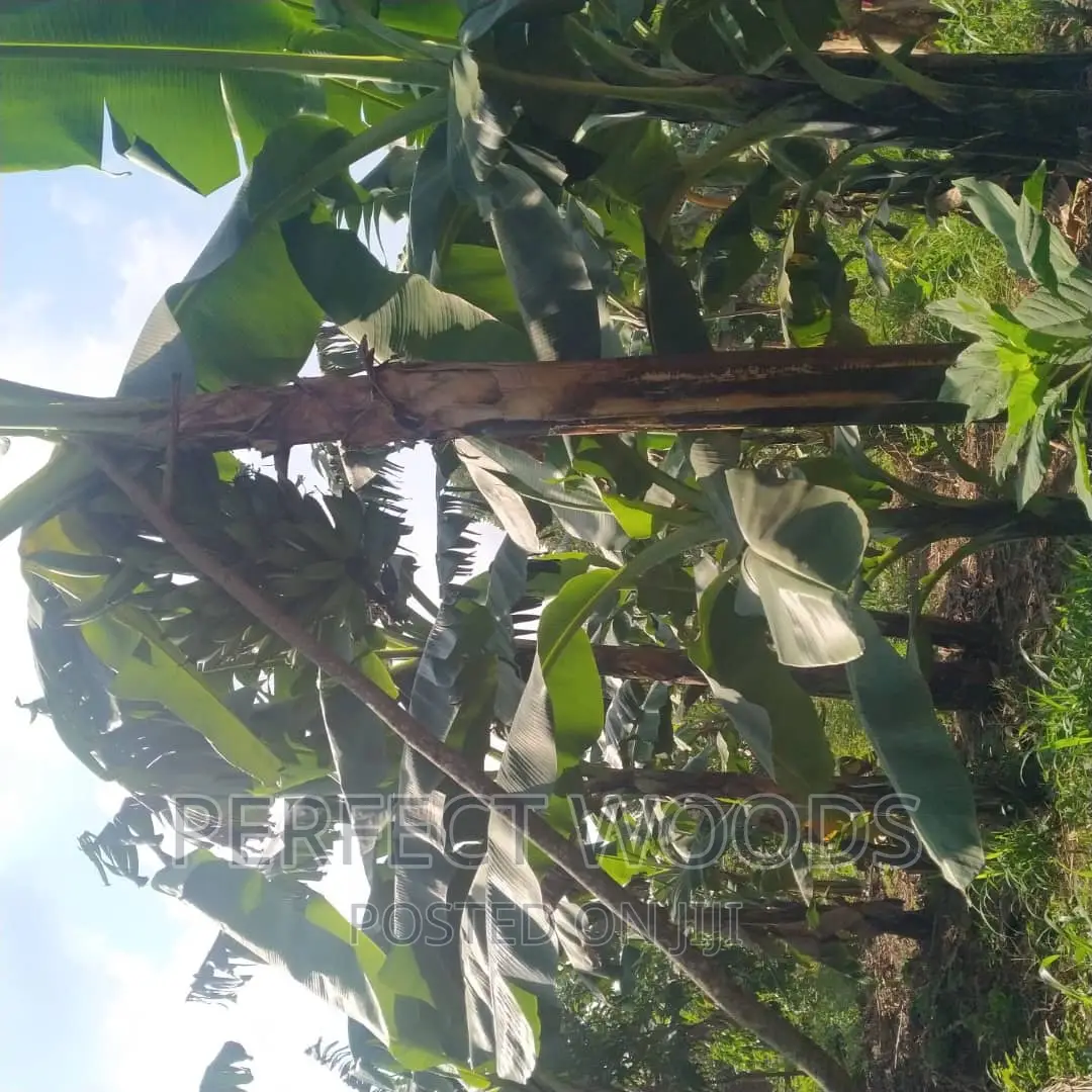 Banana Plantation Foundation and Maintenance