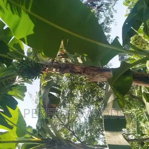 Banana Plantation Foundation and Maintenance