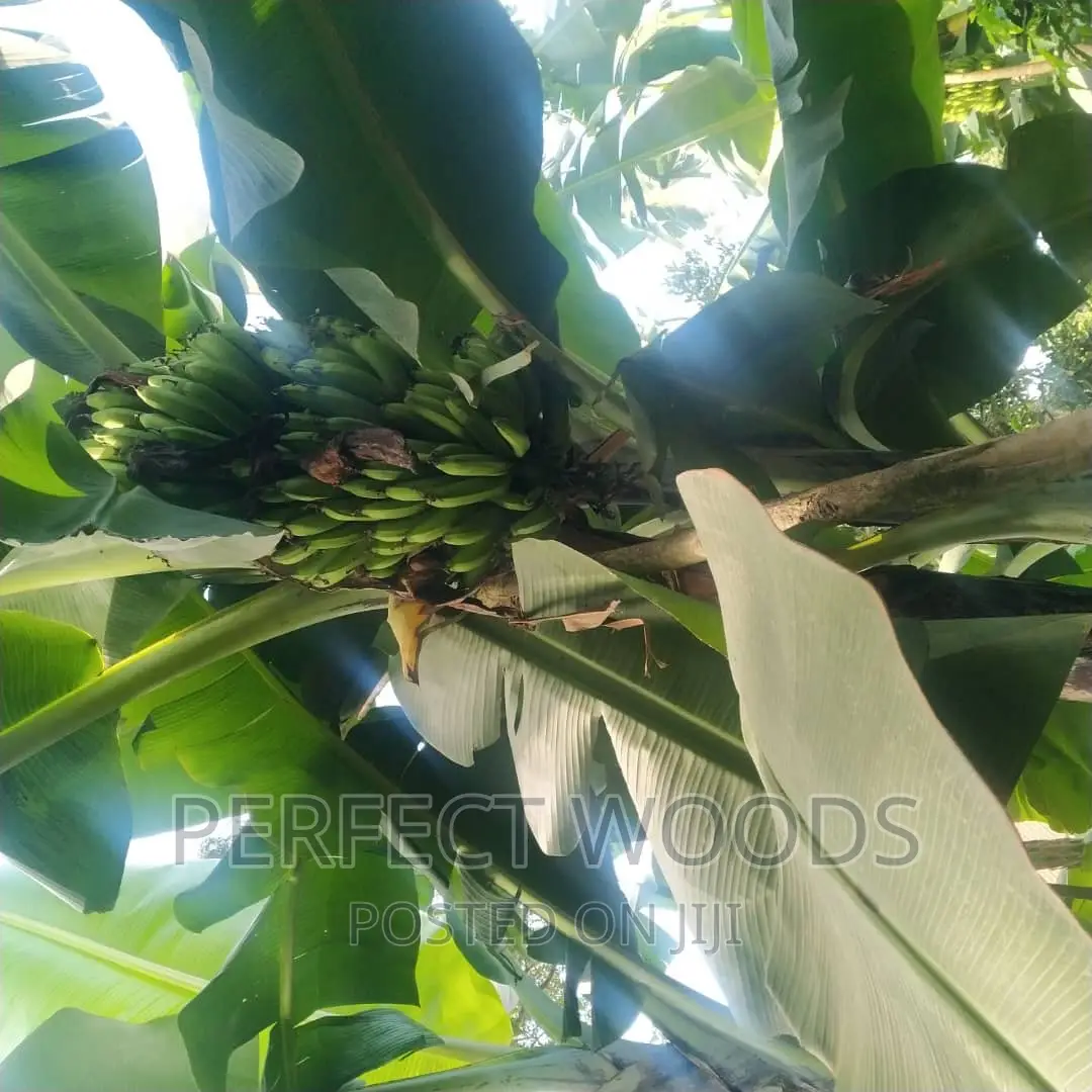 Banana Plantation Foundation and Maintenance