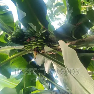 Banana Plantation Foundation and Maintenance