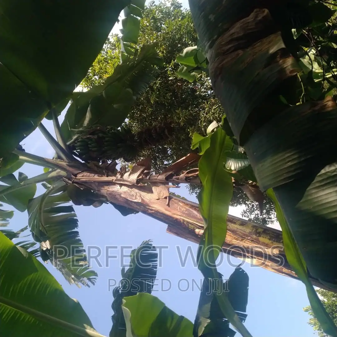 Banana Plantation Foundation and Maintenance