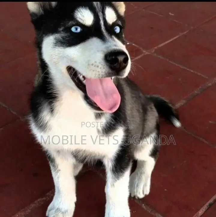 3-6 months Male Purebred Siberian Husky