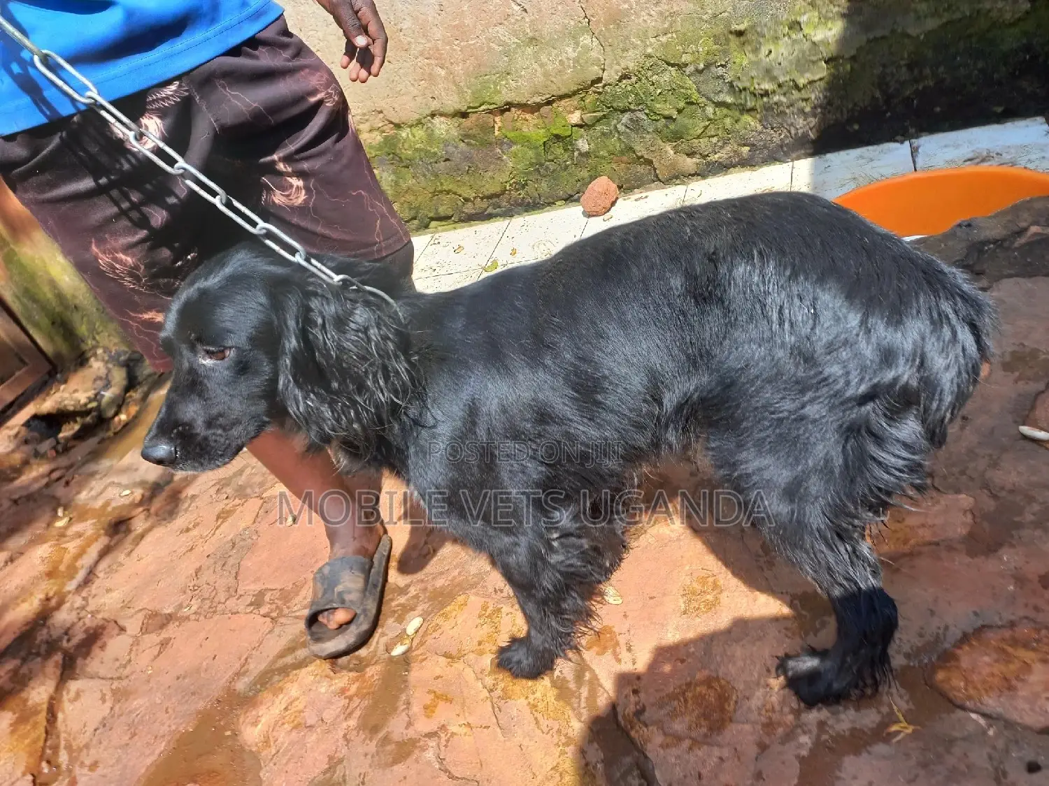 6-12 months Male Purebred Cocker Spaniel