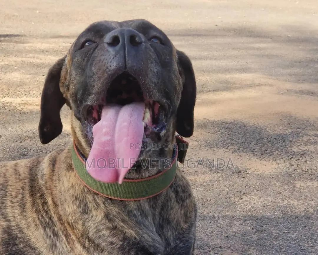 6-12 months Male Purebred Boerboel