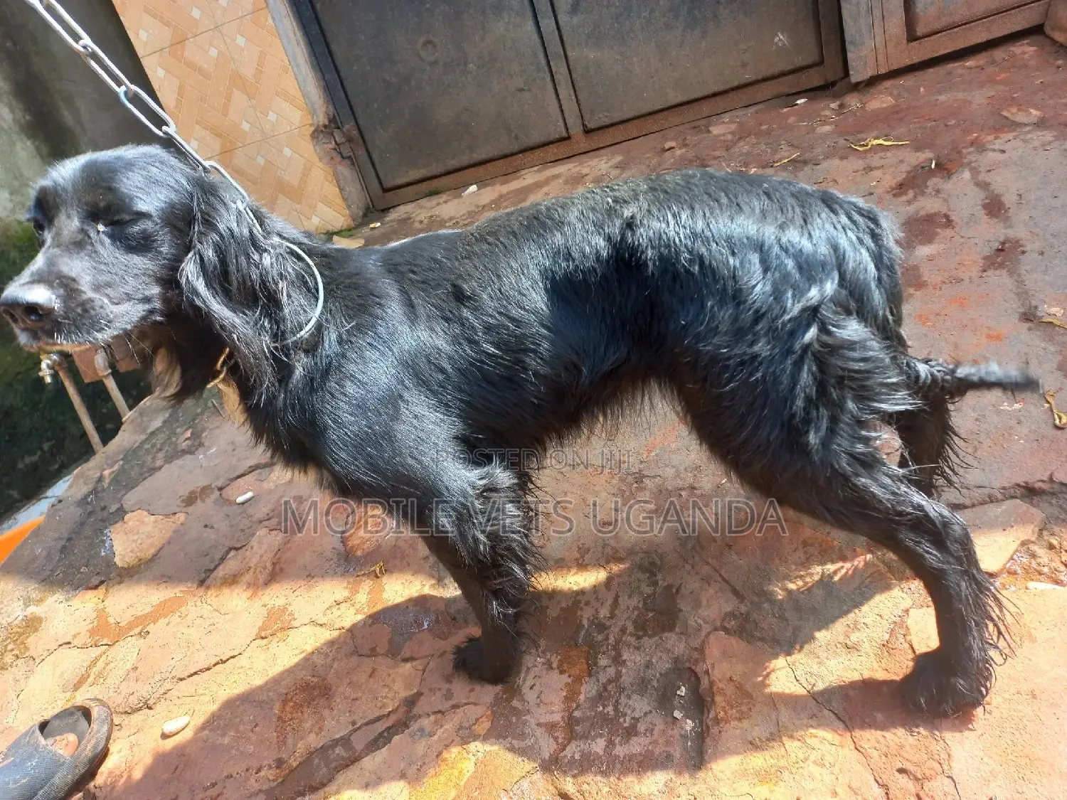 3-6 months Female Purebred English Cocker Spaniel