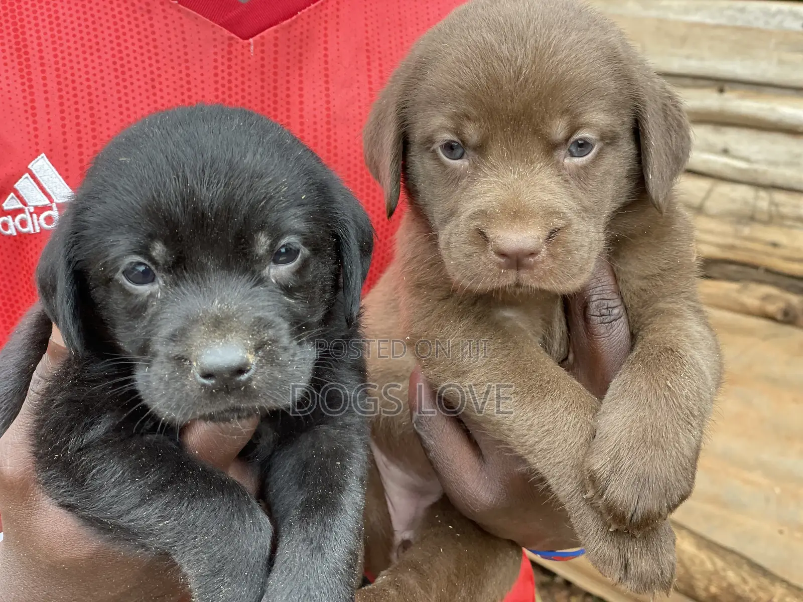 1-3 months Female Purebred Labrador Retriever