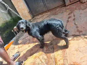 3-6 months Male Purebred Cocker Spaniel