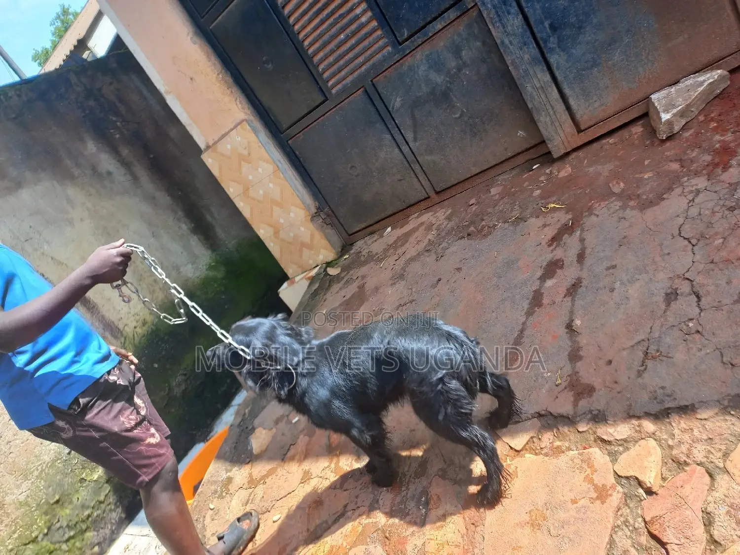 6-12 months Female Purebred Cocker Spaniel
