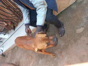3-6 months Male Purebred Boerboel