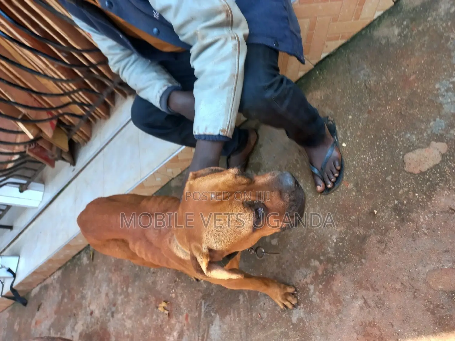1+ year Male Purebred Boerboel