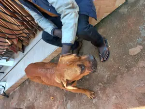 1+ year Male Purebred Boerboel