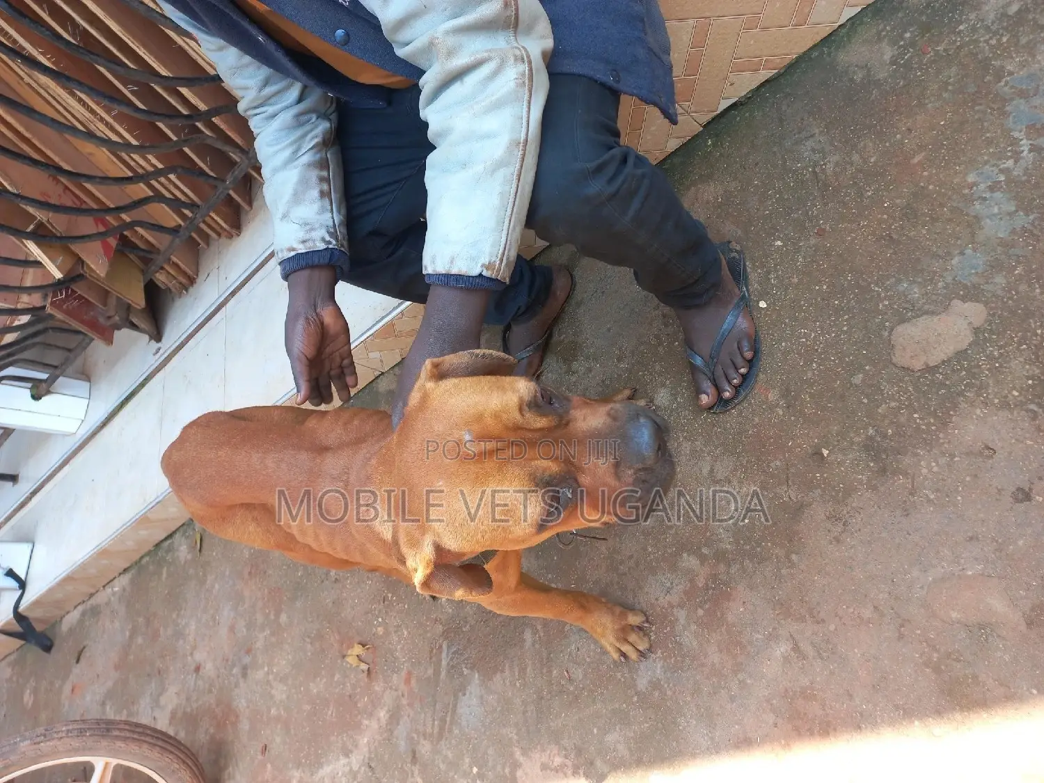 3-6 months Male Purebred Boerboel