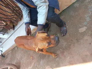 3-6 months Male Purebred Boerboel