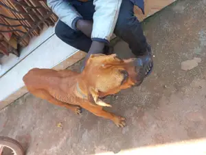 1+ year Female Purebred Boerboel