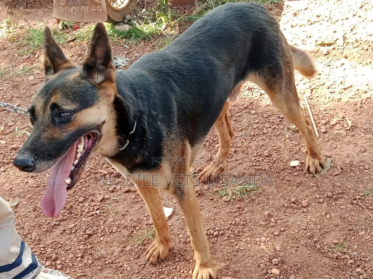 1+ year Male Purebred German Shepherd