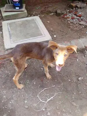 3-6 months Male Mixed Breed German Shepherd