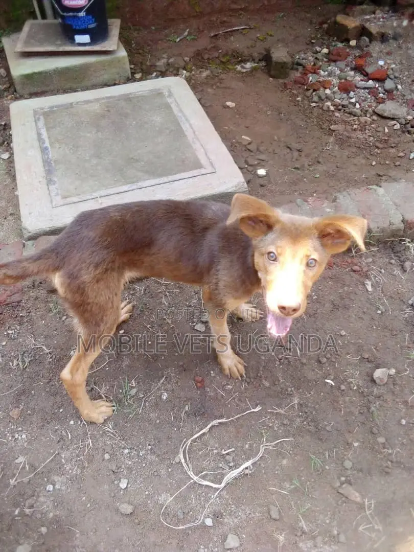 3-6 months Male Mixed Breed German Shepherd