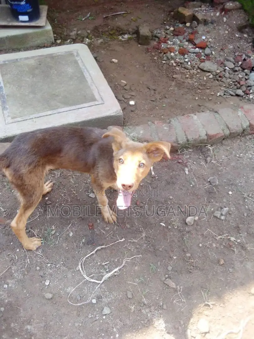 3-6 months Male Mixed Breed German Shepherd