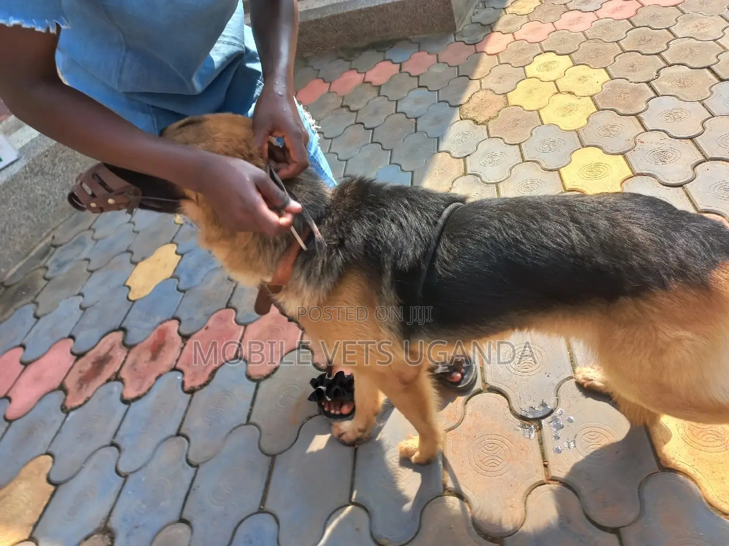 1+ year Male Purebred German Shepherd
