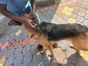 1+ year Male Purebred German Shepherd